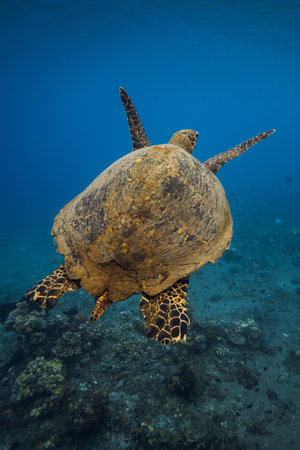 Sea turtle glides in blue ocean. Turtle swim underwater