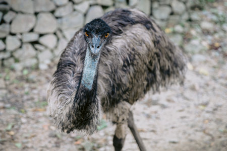 Emu bird (Dromaius novaehollandiae) in the park.