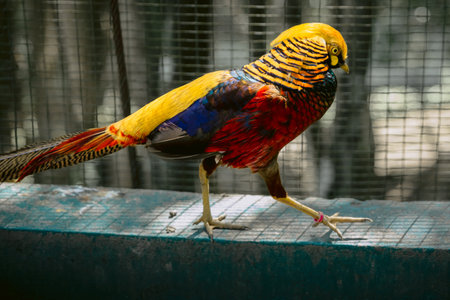 Golden Pheasant or Chrysolophus pictus in the bird parkの写真素材