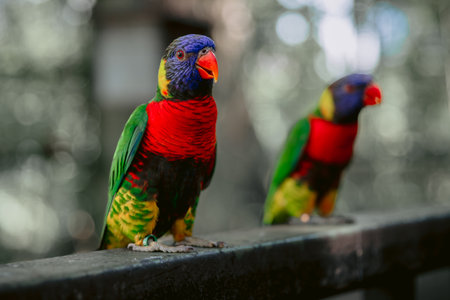 Couple of Rainbow lorikeet, parrot birds with soft green bokeh background
