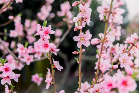 Spring time peach blossoms in full bloom, gentle pink flowers on branches.