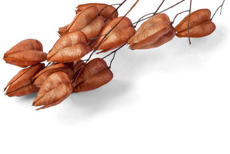 Golden Rain tree seed pods on white background.の写真素材