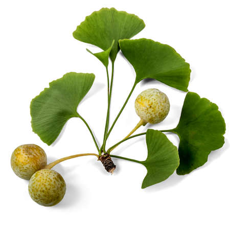 Fruit and leaves of Ginkgo biloba on white background.の写真素材