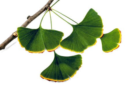 Green and yellow autumn leaves of Ginkgo biloba on white background.の写真素材