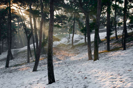 Sunbeam through a pine trees in the winter.の写真素材