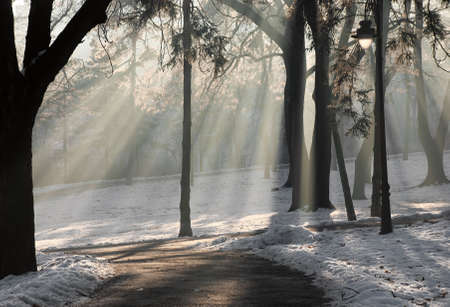 Sunlight filtering through a park covered in snow.の写真素材