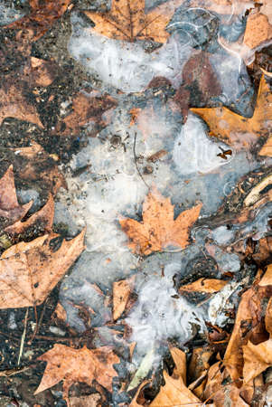 Fallen leaves under ice. Nature background is full of texture of bubbles and cracks in the ice.の写真素材