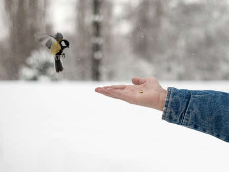 Great Tit (Parus major) get nuts from a hand. They are very fast and rather difficult to capture with a camera even with 1/800 s.の写真素材