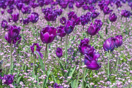 Field of vibrant tulips. Shallow DOF (Depth of Field).の写真素材