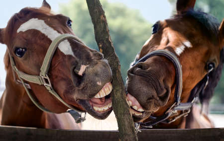Two horse posing. Shallow DOF.の写真素材