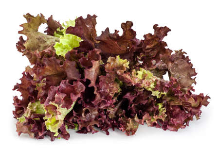 Red Leaf Lettuce with water drops, isolated on white. Lollo rosso (Lactuca sativa) is a colorful loose-leaf lettuce with dark, reddish-purple, ruffled leaf tips.の写真素材
