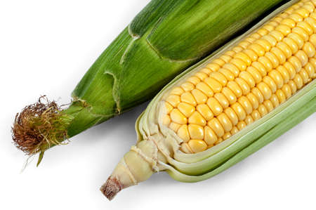 Corn on the cob with husk isolated on white.の写真素材