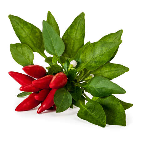 Twig with the small red chili peppers, leaves and flowers on a white background.の写真素材