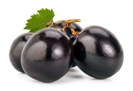 Macro shot of a few black grapes berries with leaf, isolated on white.の写真素材