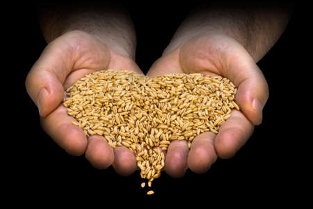 Wheat kernels, in the shape of a heart, on a farmer palms, pop-up from a dark background.の写真素材