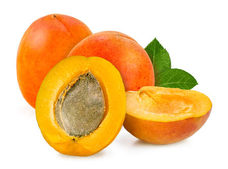 Apricot, (Prunus armeniaca), stone fruit of the family Rosaceae (order Rosales), closely related to peaches, almonds, plums, and cherries.の写真素材