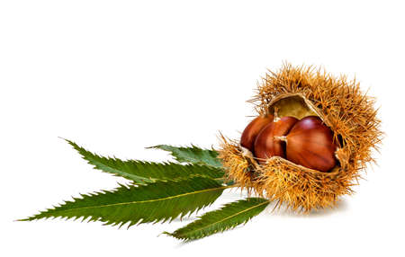 Fallen chestnuts half open showing three Sweet chestnuts in shell, with leaves. Autumn image with a Copy Space.の写真素材