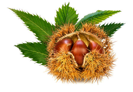 Half-open chestnut cradle, showing three Sweet chestnuts in shell, with leaves.の写真素材