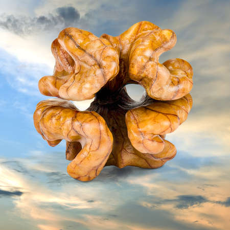 Closeup a whole walnut kernel, without a shell, on the cloud.の写真素材