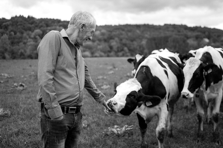 Black and White Photo of Senior Farmer Proudly Looking at His Cows in the Countryside Outdoors.の写真素材