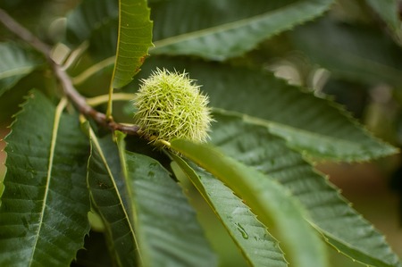 Edible chestnut in its prickly shell, fallen from the tree to the ground or still hanging from the chestnut tree.の写真素材