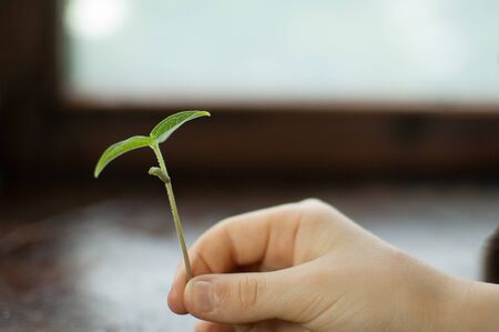 Childrens hands holding young plant against wooden background. Ecology concept