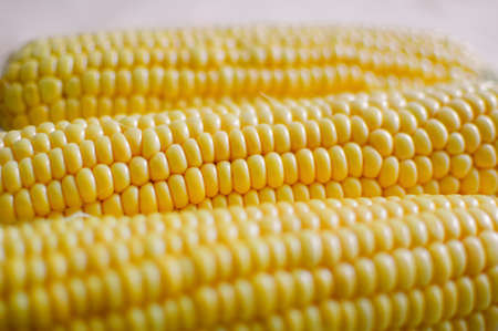 Close up shot of corn cobs, yellow grains of maize. Agriculture and healthy eating concept.の写真素材