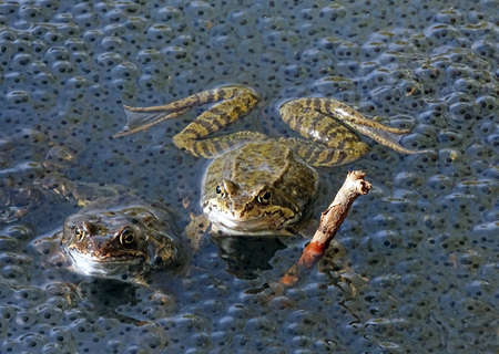 Frogs in the water next to spawningの写真素材