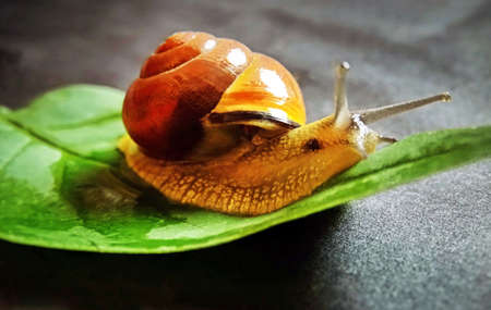 Snail on a leaf