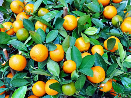 Ripe fruits on a tangerine treeの写真素材