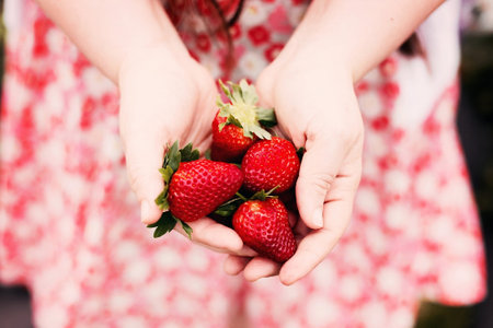 Strawberries in the hands of a girl. Soft focus.の写真素材
