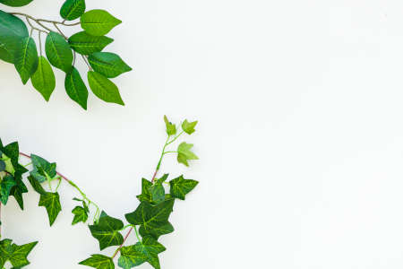 Green leaves on a white background. Light, white background with green leaves. frame of green twigs, lying on a white background. Copyspaceの写真素材