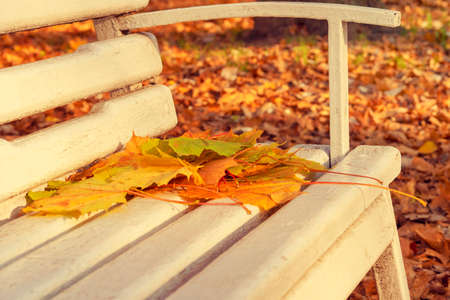 autumn maple leaf on white bench. Leaves on the bench. The concept of leaf fall, autumnの写真素材