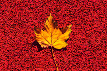 autumn leaf on the background. Abstract background of leaves. The concept of leaf fall, autumn.Copy...