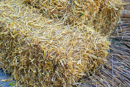 Stacks of straw. alternative fuel sources. Concept Alternative fuel source, Biofuel. Straw texture.の写真素材