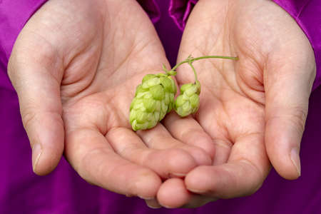 A sprig of hops in hands. The concept hop harvesting, ingredient for production of beer.Green hops for beer. woman holding hop conesの写真素材