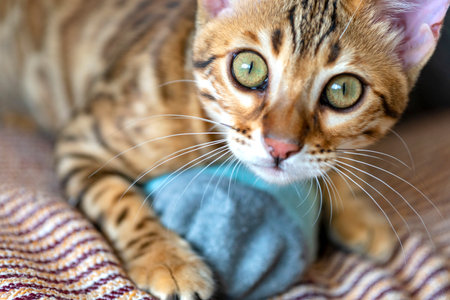 Bengal cat side view. beautiful cat. close-up. Portrait of a pet.