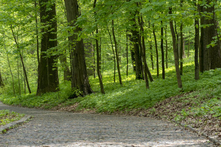 park alley City Park. walk along the avenue. alley in the green forest. forest landscape