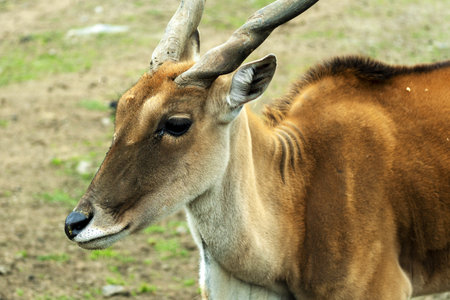 Antelope canna in nature. Horned animal in the wild. Antelope viewの写真素材