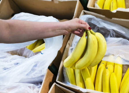The female hand takes fresh fruit in a supermarket close-up. woman choosing fresh bananas in store. The concept of buying fruit. Shopper conceptの写真素材