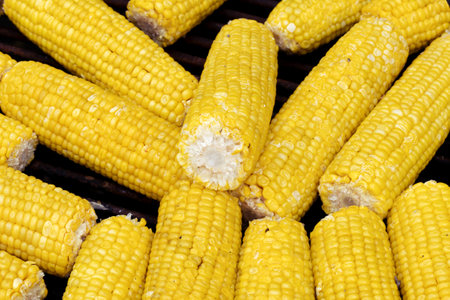 Cooking Corn. A few corn. Maize close-up. Cereal crops concept