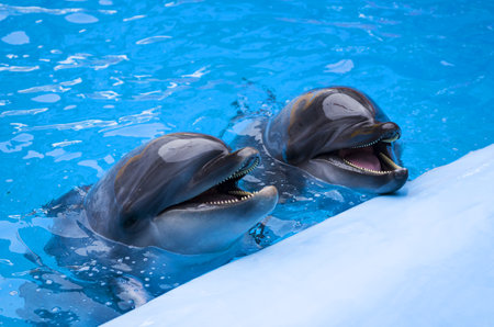 dolphins in the pool. Head of a dolphins. marine animals