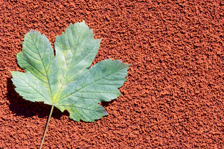 autumn leaf on the red background. Abstract background of leaf. The concept of fall, autumn.Copy spaceの写真素材