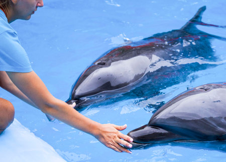 girl, trainer with dolphins. Concept love of the person to marine animals. Harmony in nature. Careful attitude to animals. Experts of a dolphinarium train and tame marine animalsの写真素材