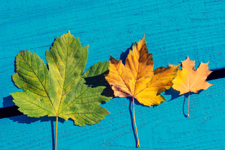 two autumn leaves on the gray background. Abstract background of leaves. The concept of leaf fall, autumnの写真素材