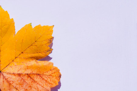 autumn leaf on the background. Abstract background of leaf. The concept of fall, autumn.Copy space