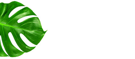 leaf green monstera deliciosa on isolated background, nature tropical green monstera leaf isolated...
