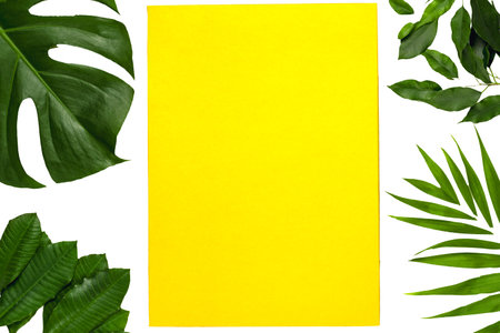 green tropical leaves, yellow rectangular background isolated background. nature green tropical leaves, rectangular background isolated on white background.copy spaceの写真素材