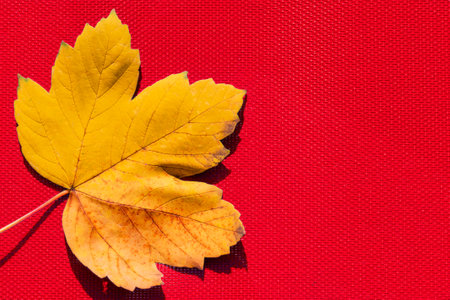 autumn leaf on the red background. Abstract background of leaf. The concept of fall, autumn.Copy spaceの写真素材