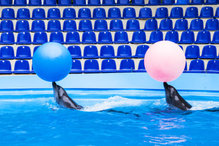 dolphins swim with two colored balls. Training dolphins, marine animalsの写真素材